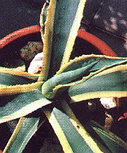 Agave.jpg (30983 Byte)