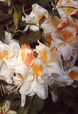 Alpenr.jpg (57830 Byte)