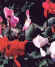 1Alpenv.jpg (29698 Byte)