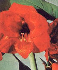 1Amaryllis.jpg (24847 Byte)