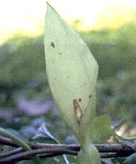 1Aronstab.jpg (24064 Byte)