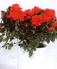 Azalee.jpg (27981 Byte)