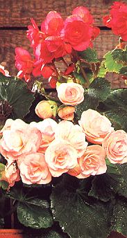 1Begonie1.jpg (44723 Byte)
