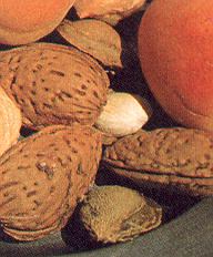 1Bittermandel.jpg (27697 Byte)