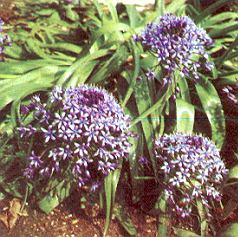 1Blaustern.jpg (35143 Byte)