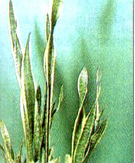 1Bogenhanf.jpg (29416 Byte)