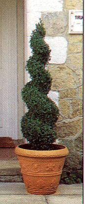 1Buchsbaum.jpg (53830 Byte)