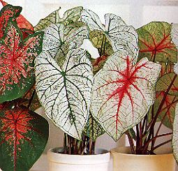 1Buntwurz.jpg (39751 Byte)