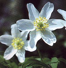 1Buschwind.jpg (27722 Byte)