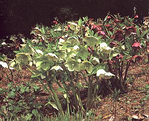 1Christrose.jpg (44029 Byte)