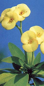 1Christusdorn.jpg (38533 Byte)