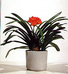 Clivie.jpg (31729 Byte)