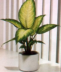 1Dieffenb.jpg (26993 Byte)