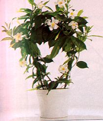 1Dipladenie.jpg (27957 Byte)