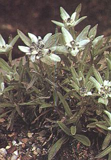 1Edelweis.jpg (40725 Byte)