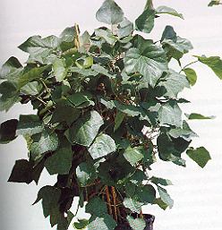 1Efeu.jpg (34160 Byte)