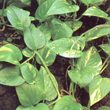 1Efeutute.jpg (27323 Byte)