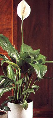 1Einblatt.jpg (45590 Byte)