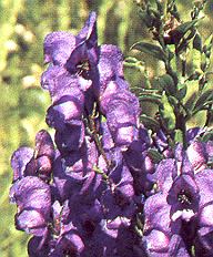 1Eisenhut.jpg (33783 Byte)