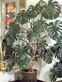 1Fensterblatt.jpg (43631 Byte)