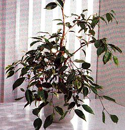 1Ficus.jpg (38678 Byte)