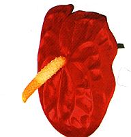 Flamingo.jpg (19953 Byte)