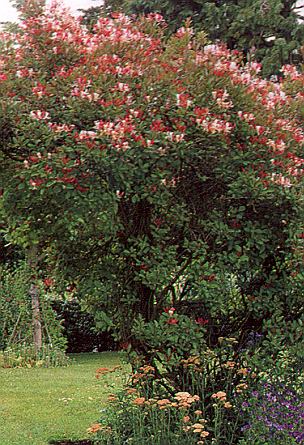 1geissb.jpg (72986 Byte)