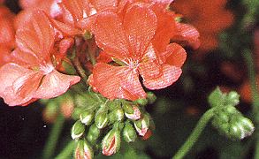 1Geranie.jpg (24220 Byte)