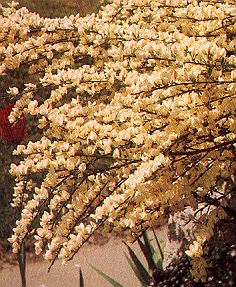 1Ginster.jpg (48722 Byte)