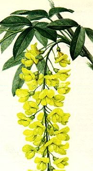 1Goldregen.jpg (43409 Byte)