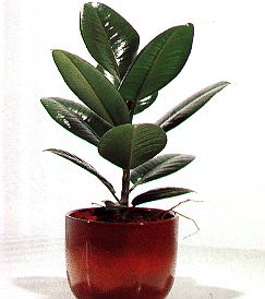 1Gummibaum.jpg (27747 Byte)