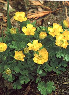 1Hahnenfus.jpg (40823 Byte)