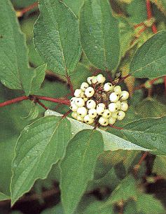 1Hartriegel.jpg (37125 Byte)