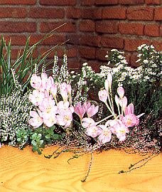 1Herbstzeit.jpg (41937 Byte)