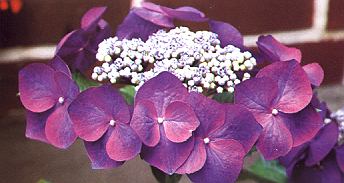 1Hortensie.jpg (23790 Byte)