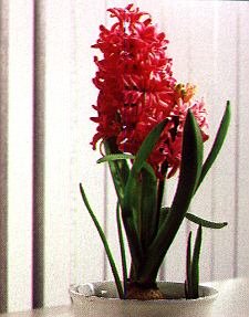 1Hyazinthe.jpg (33253 Byte)
