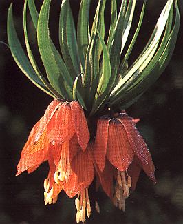 kaiserkr.jpg (38142 Byte)