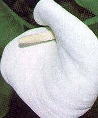 1Kalla.jpg (24453 Byte)