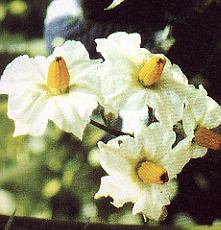 1Kartoffel.jpg (26870 Byte)