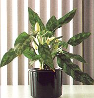 Kolbenfa.jpg (23345 Byte)