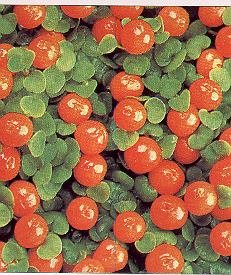 1Korallenb.jpg (41843 Byte)