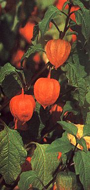 Lampion.jpg (47390 Byte)