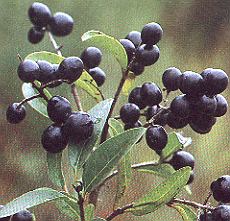 1Liguster.jpg (30165 Byte)