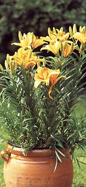 1Lilie.jpg (52996 Byte)