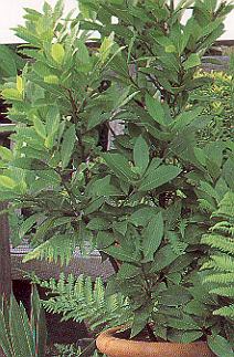 1Lorbeer.jpg (47880 Byte)