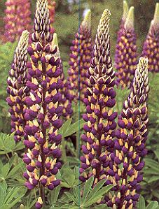 1Lupine.jpg (47042 Byte)