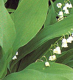 1Maiglock.jpg (40168 Byte)