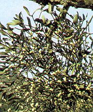 1Mistel.jpg (39889 Byte)