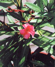 1Oleander.jpg (30042 Byte)