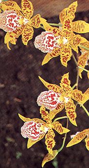 1Orchidee.jpg (49539 Byte)